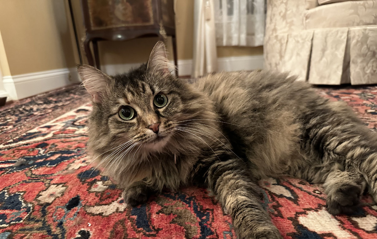 Pet of the month: Tiffer, June 2023